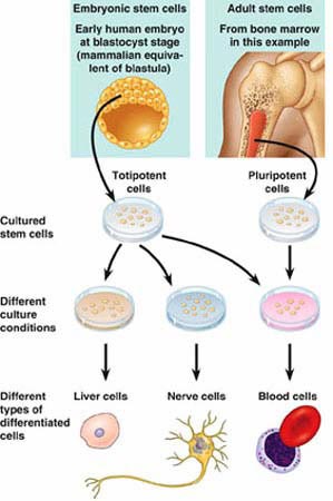 Picture 5 of LEARN ABOUT ORIGINAL CELL (Part 3)