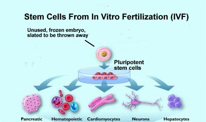 Picture 6 of LEARN ABOUT ORIGINAL CELL (Part 3)
