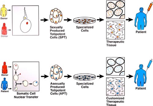Picture 2 of LEARN ABOUT ORIGINAL CELL (Part 4)