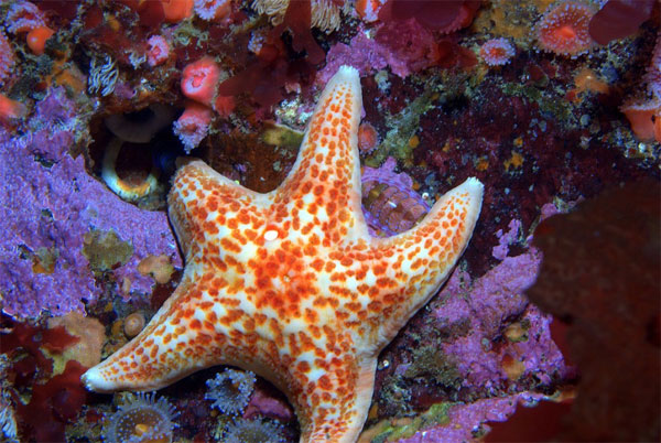 Picture 1 of Learn about the colorful starfish world