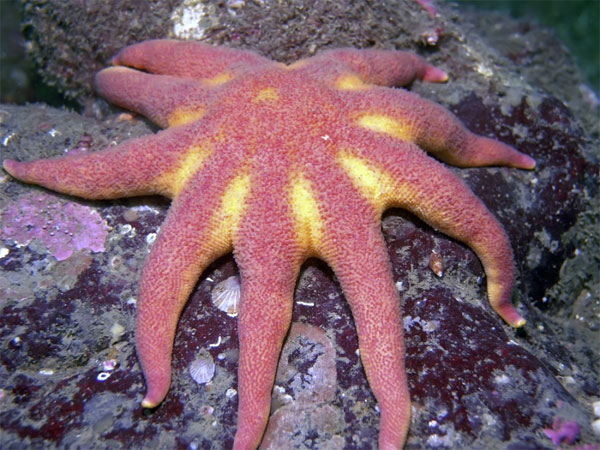 Picture 2 of Learn about the colorful starfish world