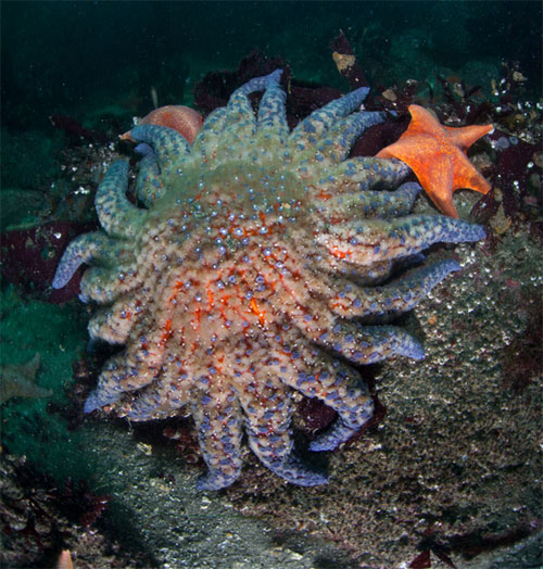 Picture 3 of Learn about the colorful starfish world