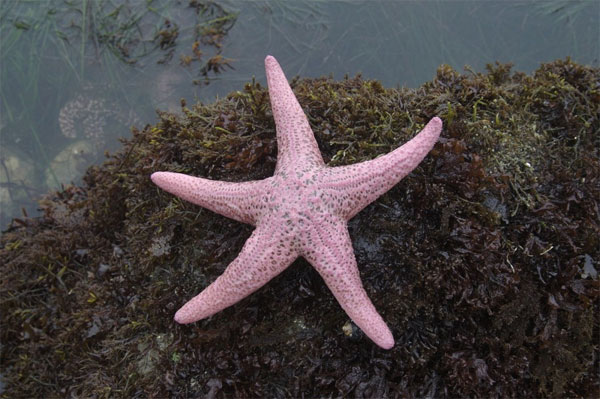 Picture 4 of Learn about the colorful starfish world