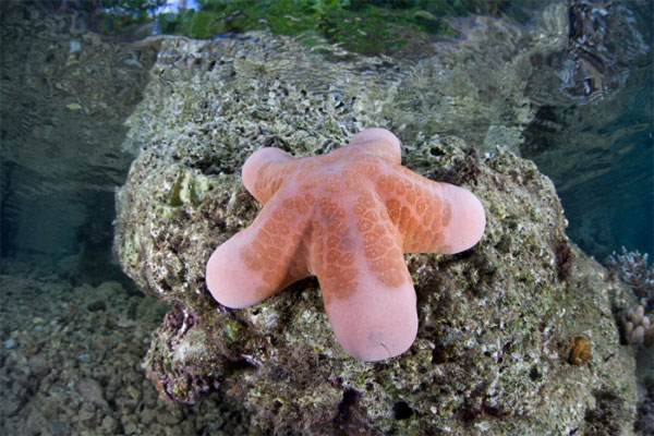 Picture 5 of Learn about the colorful starfish world