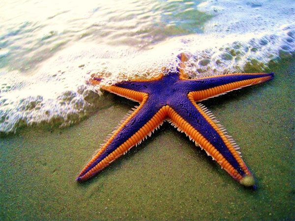 Picture 6 of Learn about the colorful starfish world