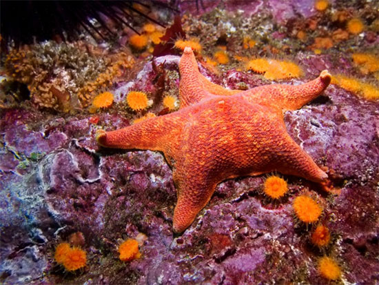 Picture 7 of Learn about the colorful starfish world
