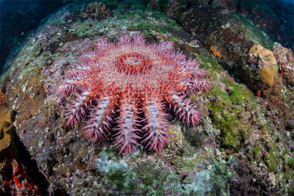 Picture 8 of Learn about the colorful starfish world