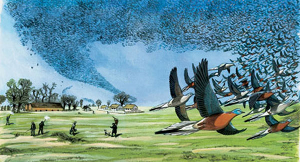 Picture 1 of Learn about the existence of billions of birds