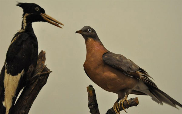 Picture 2 of Learn about the existence of billions of birds