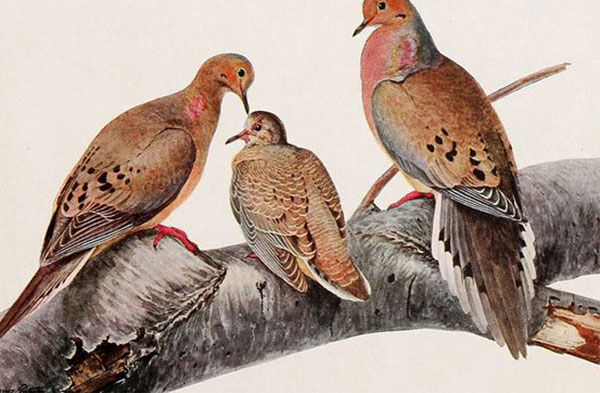 Picture 3 of Learn about the existence of billions of birds