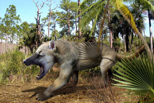 Picture 1 of Learn about the extinct dog bear in history