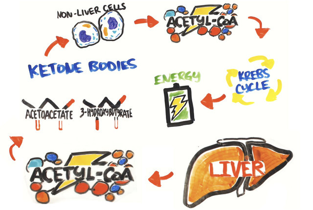 Picture 4 of Learn about the Ketogenic diet that Google users are constantly searching for