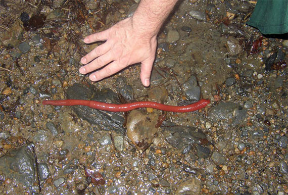 Picture 1 of Learn about the new giant red leech species found in Indonesia