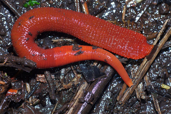 Picture 2 of Learn about the new giant red leech species found in Indonesia