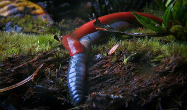 Picture 3 of Learn about the new giant red leech species found in Indonesia