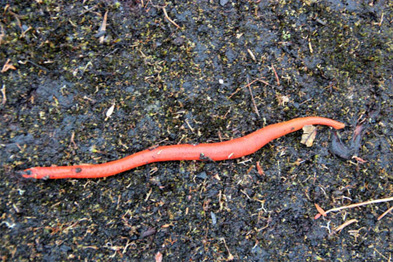 Picture 4 of Learn about the new giant red leech species found in Indonesia