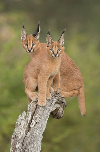 Picture 10 of Learn about the wild cat Caracal