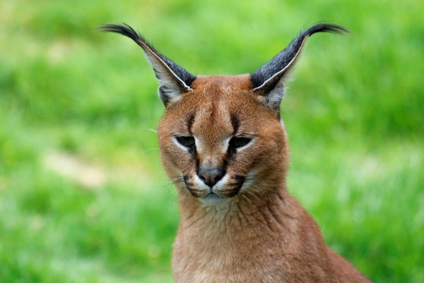 Picture 11 of Learn about the wild cat Caracal