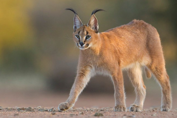 Picture 12 of Learn about the wild cat Caracal