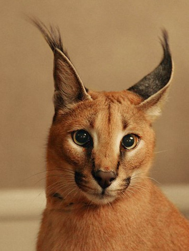 Picture 13 of Learn about the wild cat Caracal