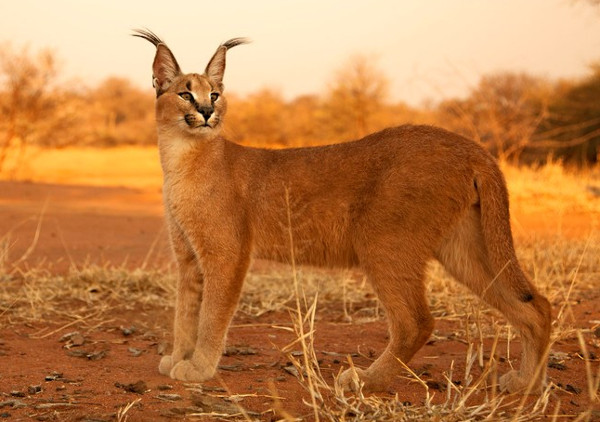 Picture 4 of Learn about the wild cat Caracal