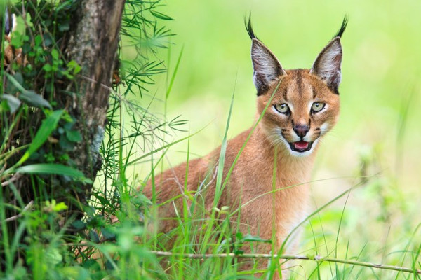 Picture 5 of Learn about the wild cat Caracal