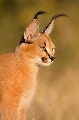 Picture 6 of Learn about the wild cat Caracal