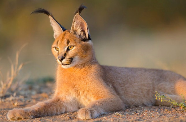 Picture 7 of Learn about the wild cat Caracal