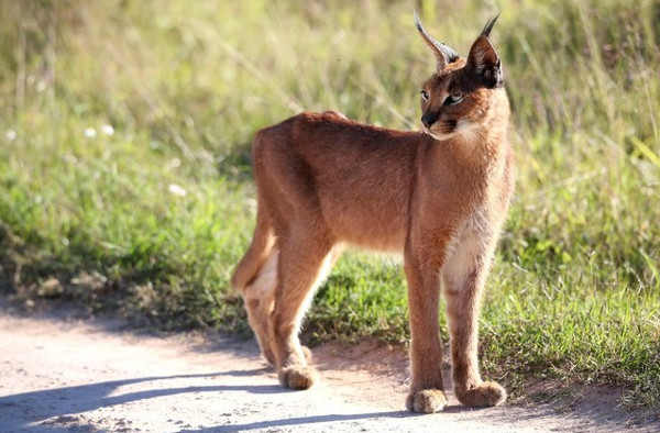 Picture 8 of Learn about the wild cat Caracal