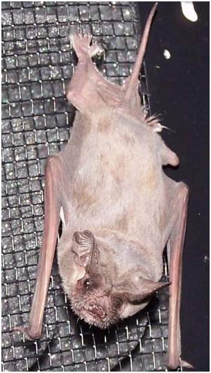 Picture 1 of Learn bat language