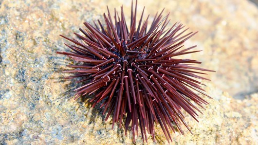 Picture 1 of Learn how sea urchins catch carbon dioxide