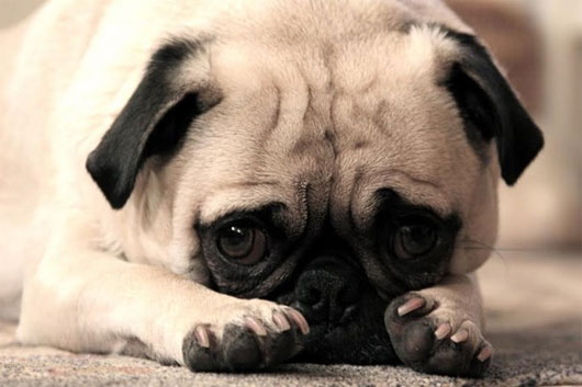 Picture 1 of Learn how to feel, behave when shame, apologize for dogs