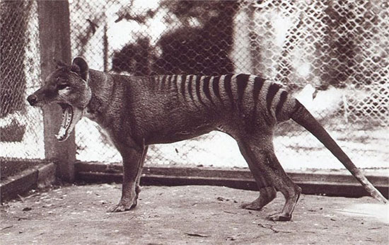 Picture 1 of Learn more about the Tasmanian tiger