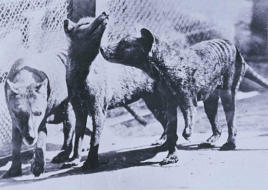 Picture 2 of Learn more about the Tasmanian tiger