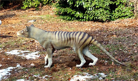 Picture 3 of Learn more about the Tasmanian tiger