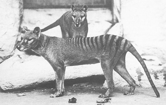 Picture 4 of Learn more about the Tasmanian tiger
