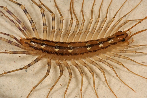 Picture 4 of Learn the mysteries of centipedes that amaze you