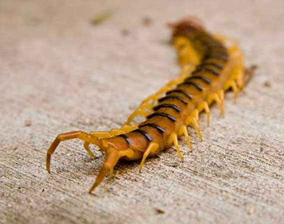 Picture 5 of Learn the mysteries of centipedes that amaze you