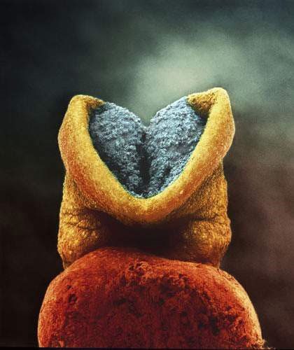 Picture 5 of Learn the process of conception in humans through images
