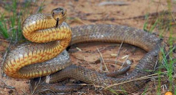 Picture 7 of Learn the second poisonous snake in the world