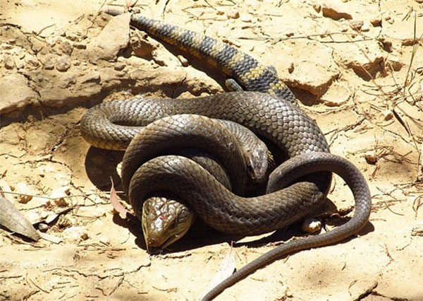 Picture 9 of Learn the second poisonous snake in the world