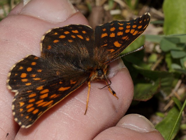 Picture 2 of Learn the terrible eating habits of butterflies