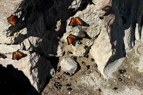 Picture 4 of Learn the terrible eating habits of butterflies