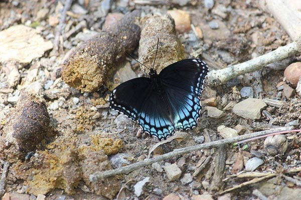 Picture 5 of Learn the terrible eating habits of butterflies