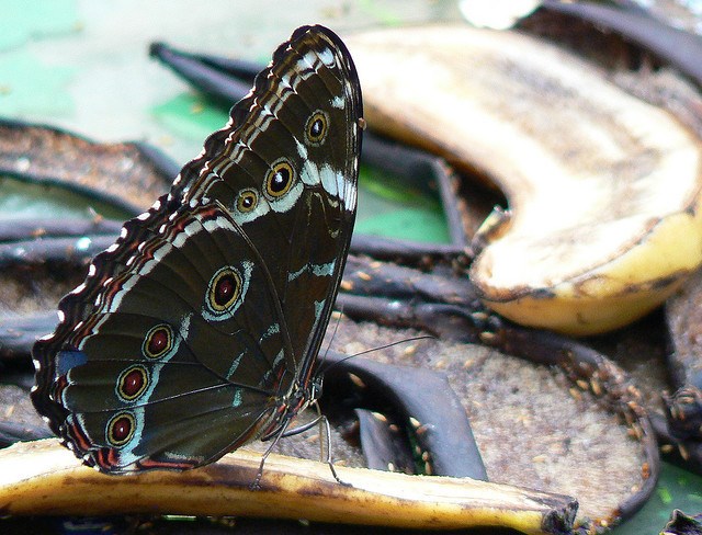 Picture 6 of Learn the terrible eating habits of butterflies