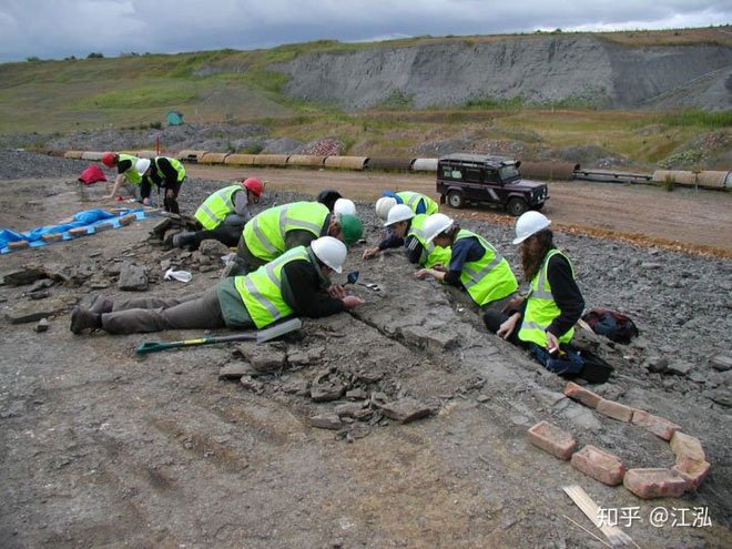 Picture 4 of Leedsichthys: The 'vacuum cleaner' of the Jurassic Sea was once misunderstood as a dinosaur