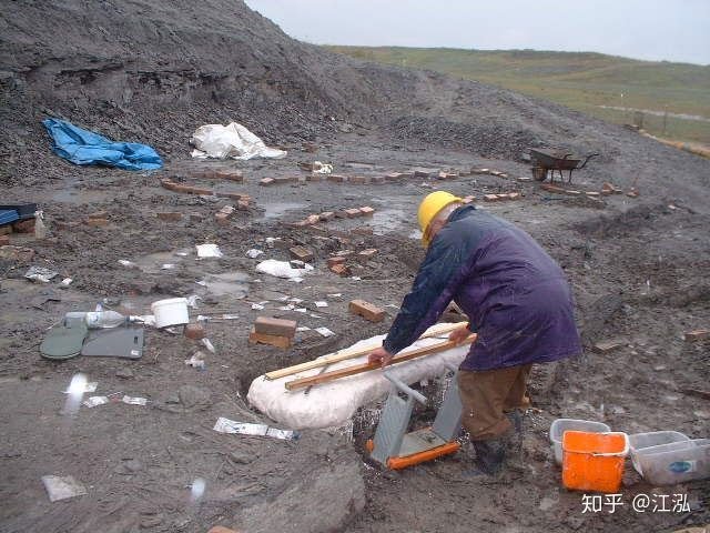 Picture 5 of Leedsichthys: The 'vacuum cleaner' of the Jurassic Sea was once misunderstood as a dinosaur
