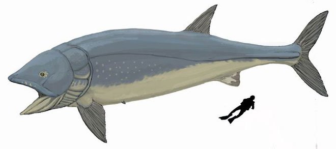Picture 9 of Leedsichthys: The 'vacuum cleaner' of the Jurassic Sea was once misunderstood as a dinosaur