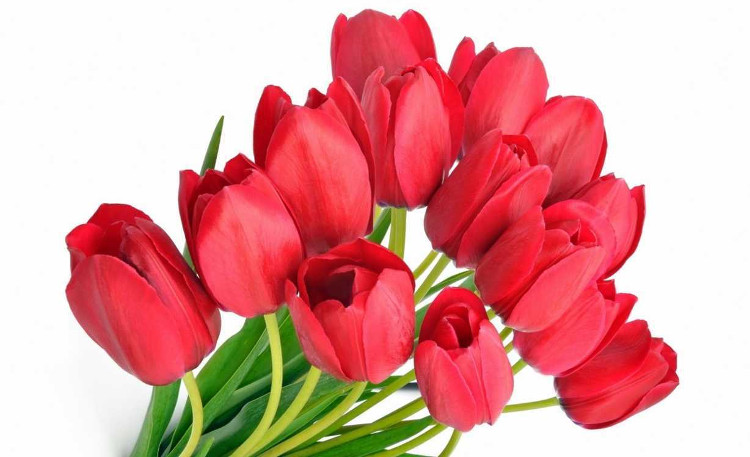 Picture 3 of Legend and meaning of Tulip flowers