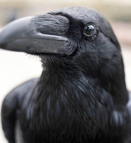 Picture 3 of Legend of the black crow lives on the Tower of London